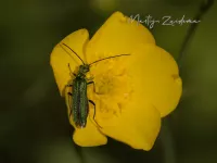 Schijnboktorren [Oedemeridae]